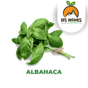 Albahaca